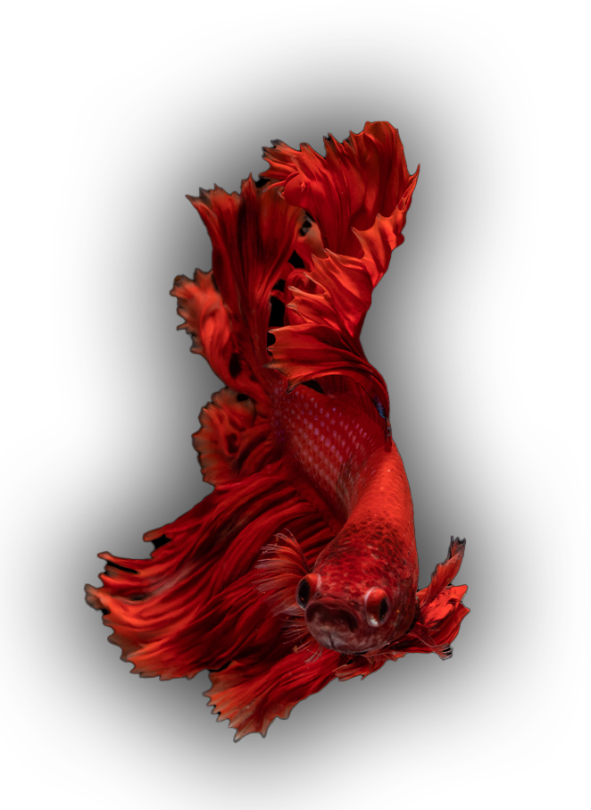 A red Siamese fighting fish.